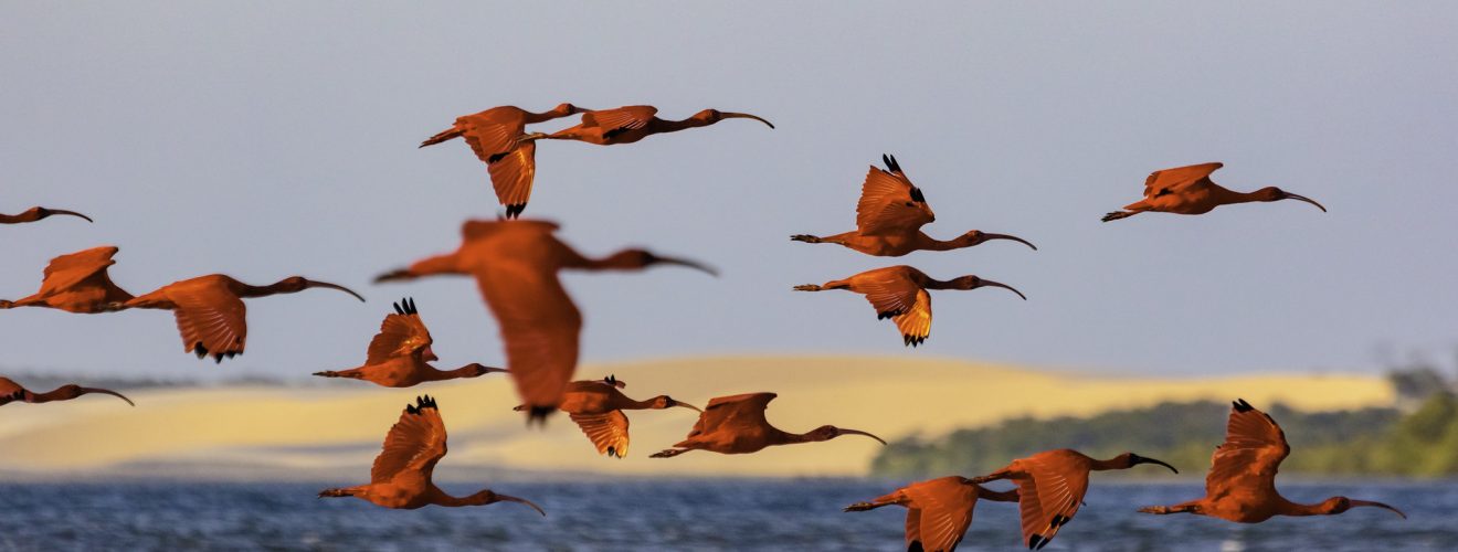 La Revoada dei Guará – Il magico tramonto del Delta del Parnaíba